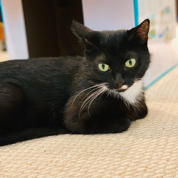 Meet your Posher, Lisa - Picture 2 of 5